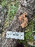  ( - HAY-F-001307)  @11 [ ] by-nc (2023) Aaron Tupac Fungal Diversity Survey
