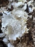  ( - HAY-F-001303)  @11 [ ] by-nc (2023) Aaron Tupac Fungal Diversity Survey