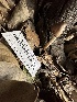  (Psathyrellaceae - HAY-F-001213)  @11 [ ] by-nc (2023) Aaron Tupac Fungal Diversity Survey
