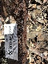  ( - HAY-F-001300)  @11 [ ] by-nc (2023) Aaron Tupac Fungal Diversity Survey