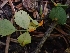  (Phragmidium - HAY-F-005017)  @11 [ ] by-nc (2023) Sadie Hickey Fungal Diversity Survey