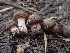  ( - HAY-F-005143)  @11 [ ] by-nc (2023) Sadie Hickey Fungal Diversity Survey