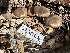  ( - HAY-F-001302)  @11 [ ] by-nc (2023) Aaron Tupac Fungal Diversity Survey