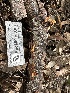 ( - HAY-F-001298)  @11 [ ] by-nc (2023) Aaron Tupac Fungal Diversity Survey