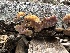  ( - HAY-F-001298)  @11 [ ] by-nc (2023) Aaron Tupac Fungal Diversity Survey