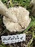 ( - HAY-F-001216)  @11 [ ] by-nc (2023) Aaron Tupac Fungal Diversity Survey