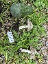  ( - HAY-F-001216)  @11 [ ] by-nc (2023) Aaron Tupac Fungal Diversity Survey