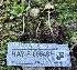  ( - HAY-F-005431)  @11 [ ] by-nc (2023) Damon Tighe Fungal Diversity Survey