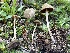  ( - HAY-F-005431)  @11 [ ] by-nc (2023) Damon Tighe Fungal Diversity Survey