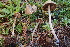  ( - HAY-F-005431)  @11 [ ] by-nc (2023) Damon Tighe Fungal Diversity Survey