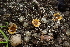  ( - HAY-F-005440)  @11 [ ] by-nc (2023) Damon Tighe Fungal Diversity Survey
