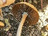  ( - HAY-F-005435)  @11 [ ] by-nc (2023) Damon Tighe Fungal Diversity Survey
