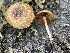  ( - HAY-F-005435)  @11 [ ] by-nc (2023) Damon Tighe Fungal Diversity Survey