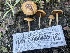  ( - HAY-F-005435)  @11 [ ] by-nc (2023) Damon Tighe Fungal Diversity Survey