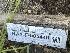  ( - HAY-F-005440)  @11 [ ] by-nc (2023) Damon Tighe Fungal Diversity Survey