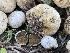  ( - HAY-F-005447)  @11 [ ] by-nc (2023) Damon Tighe Fungal Diversity Survey