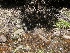  ( - HAY-F-005449)  @11 [ ] by-nc (2023) Damon Tighe Fungal Diversity Survey