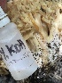  ( - HAY-F-005449)  @11 [ ] by-nc (2023) Damon Tighe Fungal Diversity Survey