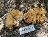  ( - HAY-F-005449)  @11 [ ] by-nc (2023) Damon Tighe Fungal Diversity Survey