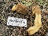  (Verpa sp. M90 - HAY-F-005450)  @11 [ ] by-nc (2023) Damon Tighe Fungal Diversity Survey