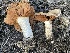  (Cortinarius eldoradoensis - HAY-F-005451)  @11 [ ] by-nc (2023) Damon Tighe Fungal Diversity Survey