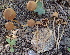  ( - HAY-F-005455)  @11 [ ] by-nc (2023) Damon Tighe Fungal Diversity Survey
