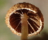  ( - HAY-F-005455)  @11 [ ] by-nc (2023) Damon Tighe Fungal Diversity Survey
