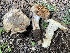 (Cortinarius subolivascens - HAY-F-005458)  @11 [ ] by-nc (2023) Damon Tighe Fungal Diversity Survey