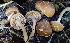  (Tubaria sp. AZ01 - HAY-F-005460)  @11 [ ] by-nc (2023) Damon Tighe Fungal Diversity Survey