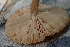  ( - HAY-F-005460)  @11 [ ] by-nc (2023) Damon Tighe Fungal Diversity Survey