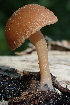  ( - HAY-F-005460)  @11 [ ] by-nc (2023) Damon Tighe Fungal Diversity Survey