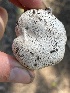  ( - HAY-F-005461)  @11 [ ] by-nc (2023) Damon Tighe Fungal Diversity Survey