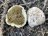  ( - HAY-F-005461)  @11 [ ] by-nc (2023) Damon Tighe Fungal Diversity Survey