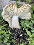  (Megacollybia fallax - HAY-F-005395)  @11 [ ] by-nc (2023) Damon Tighe Fungal Diversity Survey