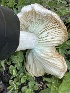 ( - HAY-F-005395)  @11 [ ] by-nc (2023) Damon Tighe Fungal Diversity Survey