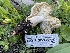  ( - HAY-F-005395)  @11 [ ] by-nc (2023) Damon Tighe Fungal Diversity Survey