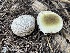  ( - HAY-F-005417)  @11 [ ] by-nc (2023) Damon Tighe Fungal Diversity Survey