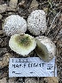  ( - HAY-F-005417)  @11 [ ] by-nc (2023) Damon Tighe Fungal Diversity Survey
