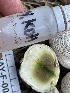  ( - HAY-F-005417)  @11 [ ] by-nc (2023) Damon Tighe Fungal Diversity Survey