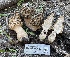  ( - HAY-F-005401)  @11 [ ] by-nc (2023) Damon Tighe Fungal Diversity Survey