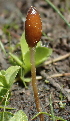  ( - HAY-F-005410)  @11 [ ] by-nc (2023) Damon Tighe Fungal Diversity Survey