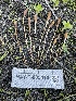  ( - HAY-F-005410)  @11 [ ] by-nc (2023) Damon Tighe Fungal Diversity Survey