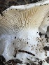  ( - HAY-F-005407)  @11 [ ] by-nc (2023) Damon Tighe Fungal Diversity Survey