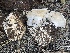  ( - HAY-F-005407)  @11 [ ] by-nc (2023) Damon Tighe Fungal Diversity Survey