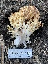  ( - HAY-F-005408)  @11 [ ] by-nc (2023) Damon Tighe Fungal Diversity Survey
