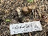  ( - HAY-F-005416)  @11 [ ] by-nc (2023) Damon Tighe Fungal Diversity Survey