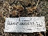  (Thelephora sp. CA08 - HAY-F-005411)  @11 [ ] by-nc (2023) Damon Tighe Fungal Diversity Survey