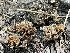  ( - HAY-F-005411)  @11 [ ] by-nc (2023) Damon Tighe Fungal Diversity Survey