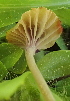  (Metacampanella - HAY-F-005414)  @11 [ ] by-nc (2023) Damon Tighe Fungal Diversity Survey