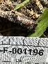  ( - HAY-F-001196)  @11 [ ] by-nc (2023) Aaron Tupac Fungal Diversity Survey